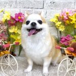 チワワ　隆二くん