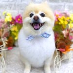 ポメラニアン　こうめちゃん