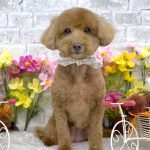 トイプードル　リリィちゃん