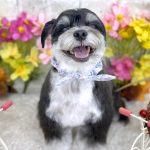 あんちゃん　泥パック+泥シャンプー