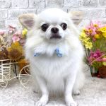チワワ　おもちくん