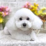 トイプードル　ペコちゃん