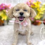 プードルｘペキニーズ　　小麦ちゃん