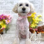 トイプードル　まるこちゃん