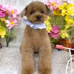 トイプードル　絆愛音(りあん)ちゃん　炭酸泉入浴　カシミヤタッチシャンプー