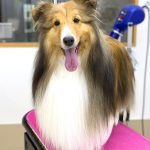 シェルテイー　さくらちゃん