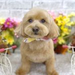 マルプー　もなかちゃん