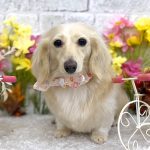 カニンヘンダックス　くうちゃん　シルクパック