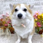 コーギーｘチワワ　もねちゃん