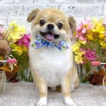 チワワ　まおくん　シルクパック