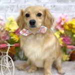 チワックス　みくちゃん