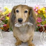 ダックスフンド　ラブちゃん