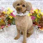 トイプードル　華ちゃん　シルクパック
