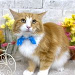 ねこ　ノルウェージャンフォレストキャット　ガブくん