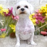マルチーズ　モモちゃん