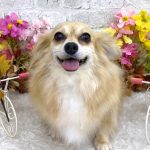 くるみちゃん