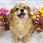 リルくん