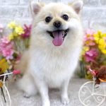 ポメラニアン　プー助くん