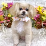 ポメプー　ニーナちゃん　泥パック