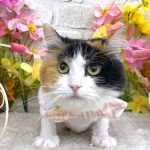 ねこ　サイベリアン　はるちゃん