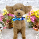 トイプードル　愛来（あいく）くん　カシミヤタッチシャンプー