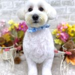 マルチーズｘダックス　れいくん　カシミヤタッチシャンプー