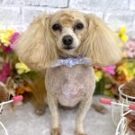 マルプー　海ちゃん　シルクパック