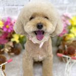 トイプードル　らむちゃん