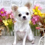 チワワ　こむぎちゃん