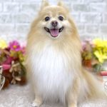 ポメラニアン　まろんちゃん