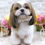 シーズー　マフィンちゃん