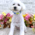 トイプードル　くぅくん