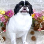 狆　福丸くん