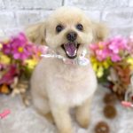 トイプードル　トトちゃん