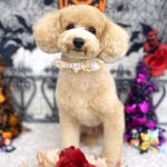 マルプー　ノエルちゃん