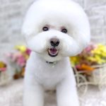 ビションフリーゼ　ラデュレくん