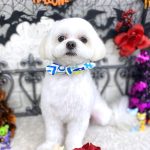 チワワｘマルチーズ　ポルンくん