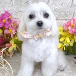 マルチーズ　ひなちゃん
