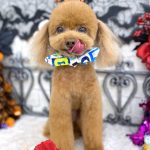 タイニープードル　ちくわくん　炭酸泉入浴　ハーブパック