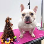 フレンチブルドッグ　あかねちゃん