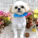 ペキプー　ルイくん