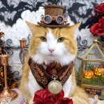 ねこ　ノルウェージャンフォレスト　たま吉くん　PV動画あり